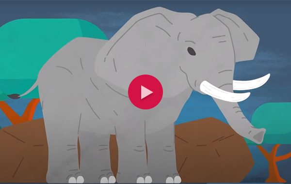 Elephant video illustration