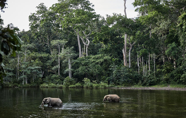 Elephants walking through water in a lush forest