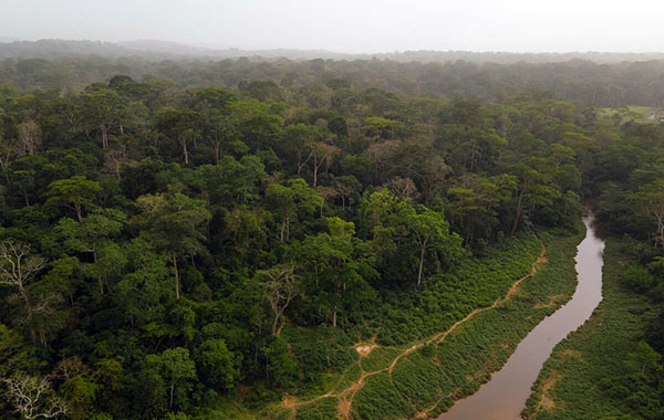 Forest landscape of Nki National Park in Cameroon