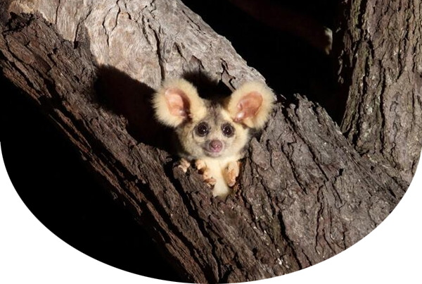 Greater glider peeking out of tree hole with inset photo of a glider peeking out of a man-made nest box