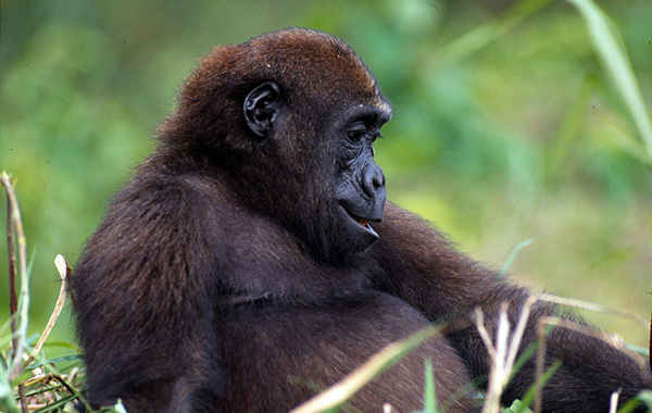 Western lowland gorilla sitting back