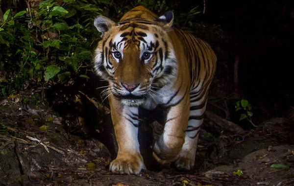 Close up of a tiger walking through the forest