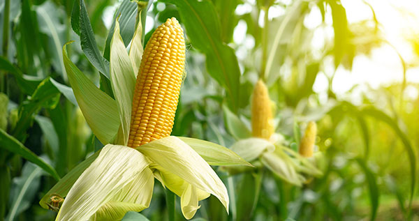 Corn in a field