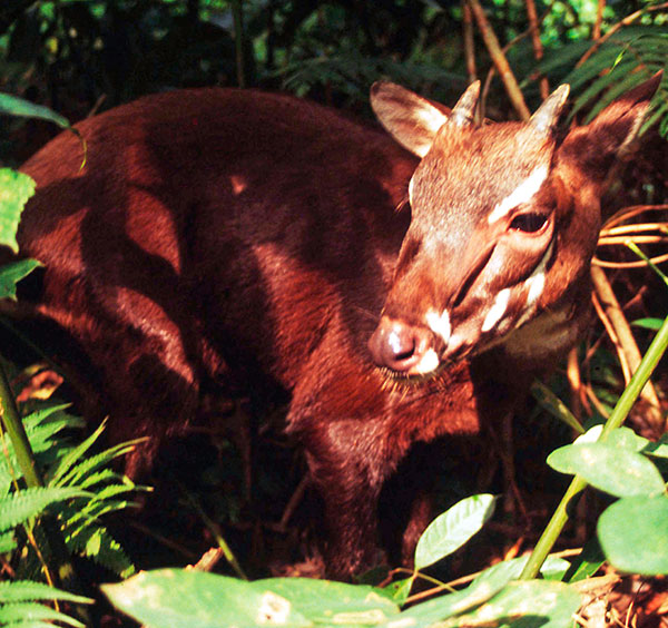 saola