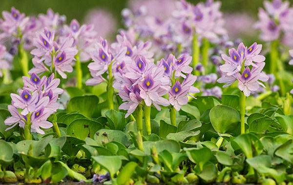 light purple flowers on thick stems with green leaves