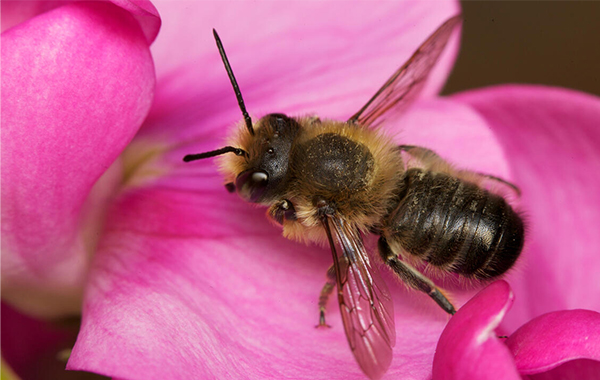 A Willughby’s leafcutter bee rests on a bright pink sweet pea