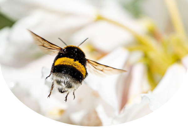 A view of the back of a bumblebee approaching a white and pale pink flower