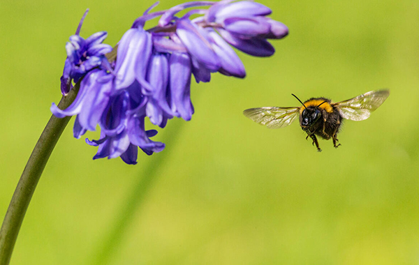 Garden bumblebee flying towards a bluebell (the view is of the bee with its face facing the camera)