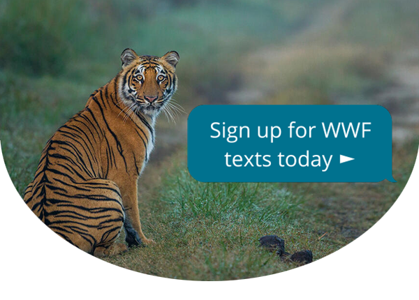 Tiger sitting in the grass, looking back - to the right of the tiger there is a blue text message bubble that says Sign up for WWF texts today