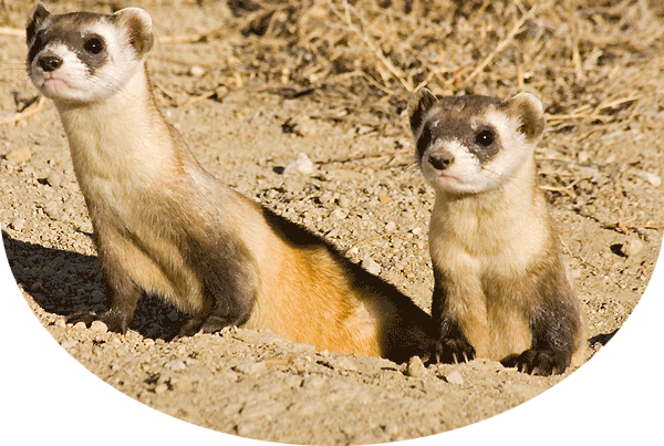 two black-footed ferrets