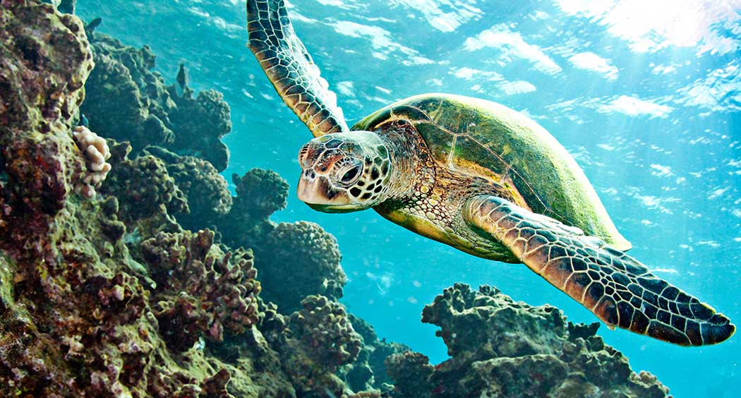 green turtle