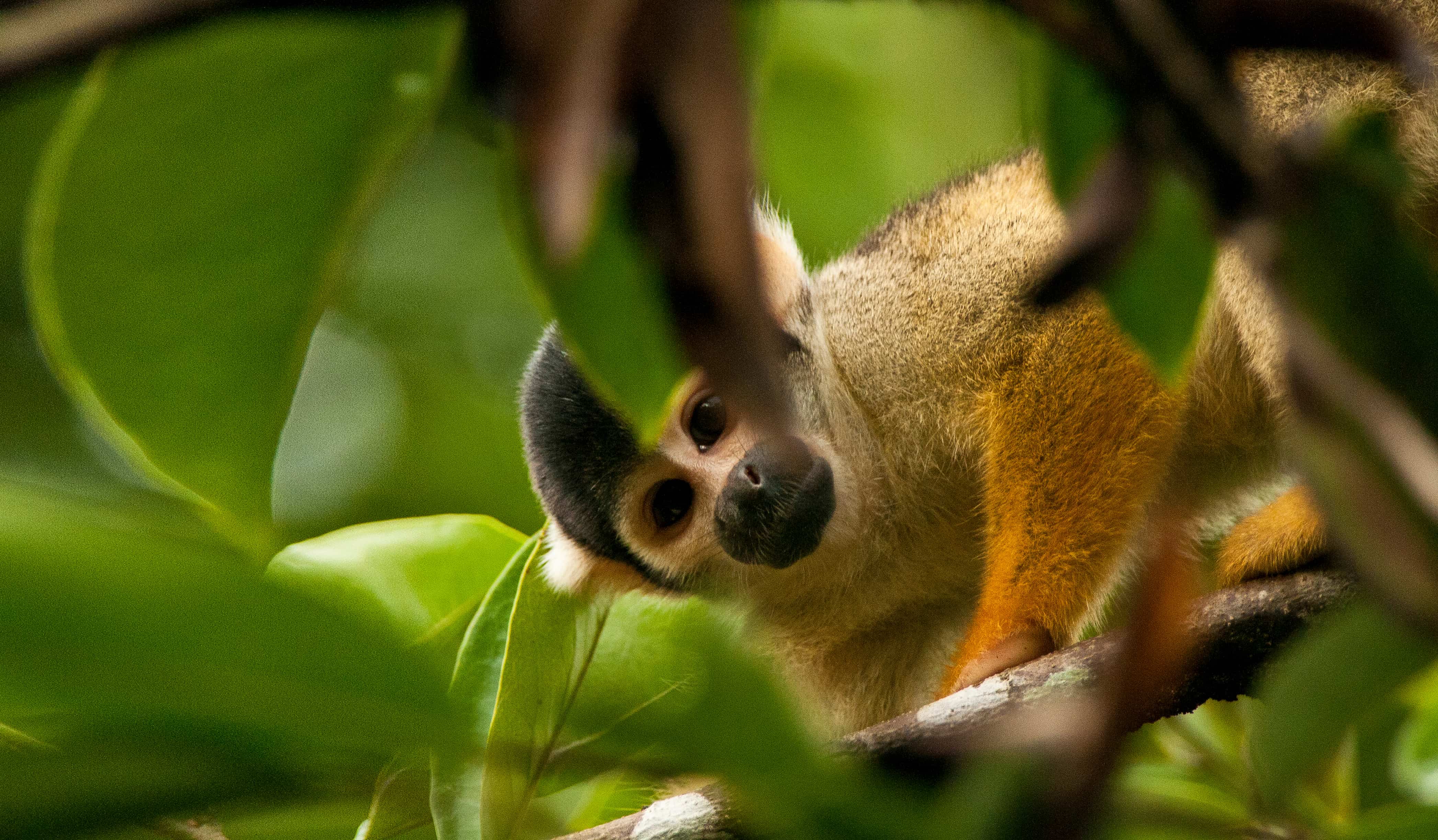 A squirrel monkey peers through green leaves while sitting on a tree branch