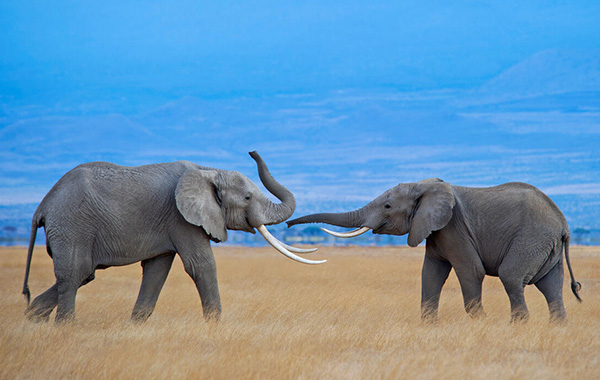 Two elelephant bulls point their trunks at each other.