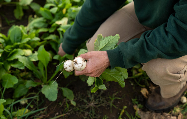 Farmer picking white radishes from a garden