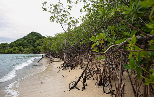 Mangroves line the coast of the ocean with light waves against the sand.