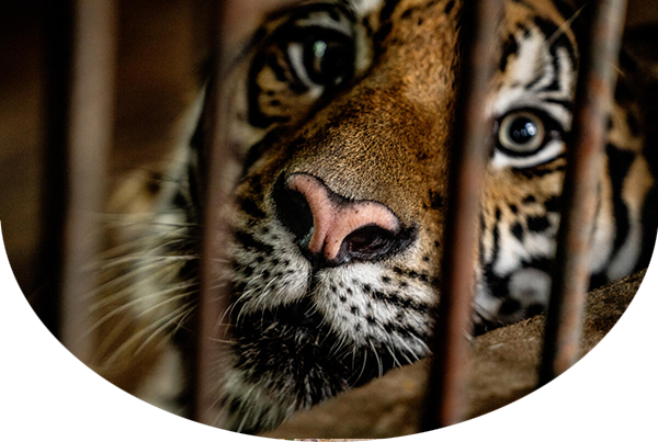 Close-up of tiger's face as it looks out between bars