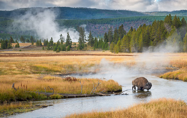 A bison is drinking water amid Yellowstone landscape and river with mountains in the background.