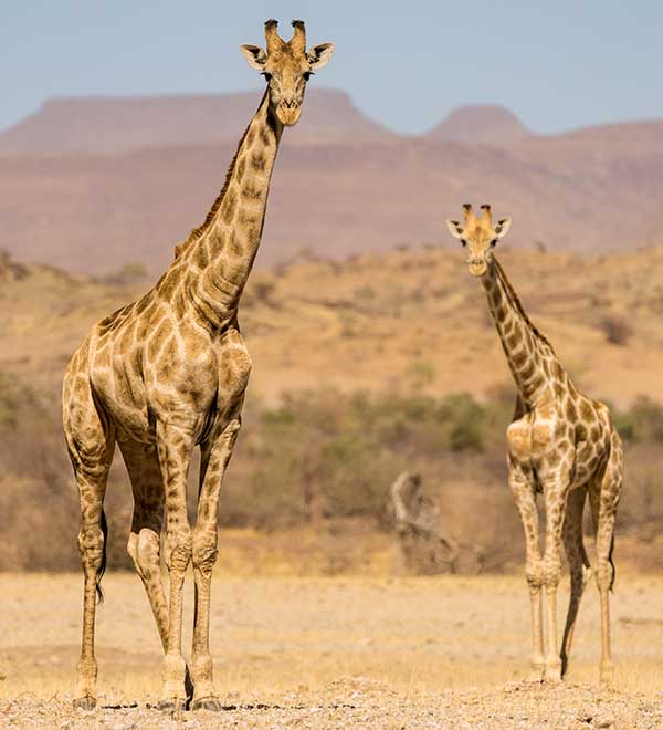 two giraffes standing and looking at the camera