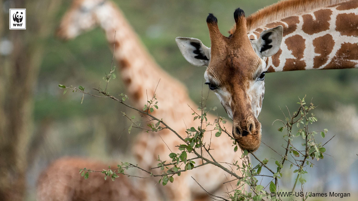 giraffe eating acacia	