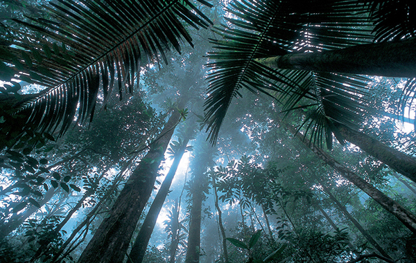 View from the base of tall trees in the Matécho forest