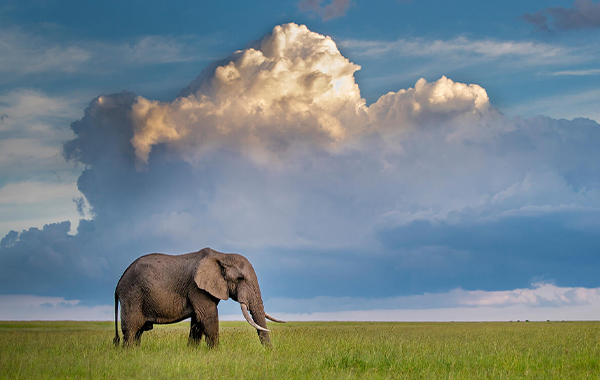 African elephant (Loxodonta africana) bull in savanna under a cumulonimbus cloud, Kenya , Africa.