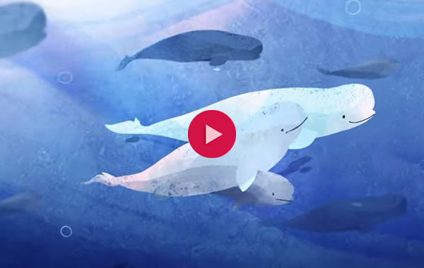 Animated beluga whales and calf swimming amongst other whales. The image has a red video play button over it.