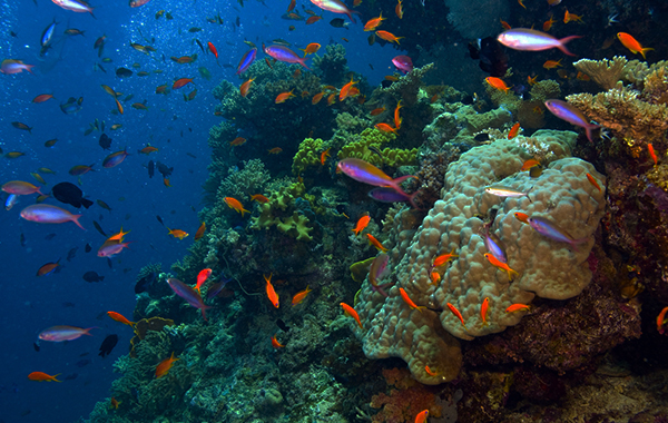 Fish and coral in the Great Barrier Reef, Australia