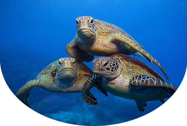 Three sea turtles swimming