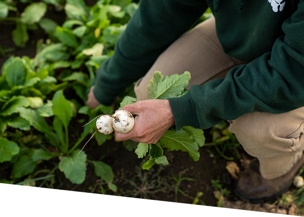 Crops from Cloverleigh Farm in Columbia, Connecticut.