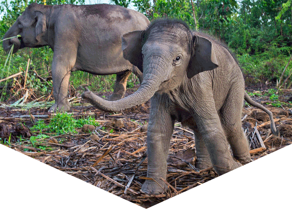 Asian elephant calf in foreground, mother in the background