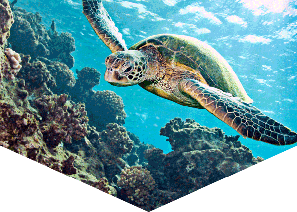 Green turtle swimming over coral