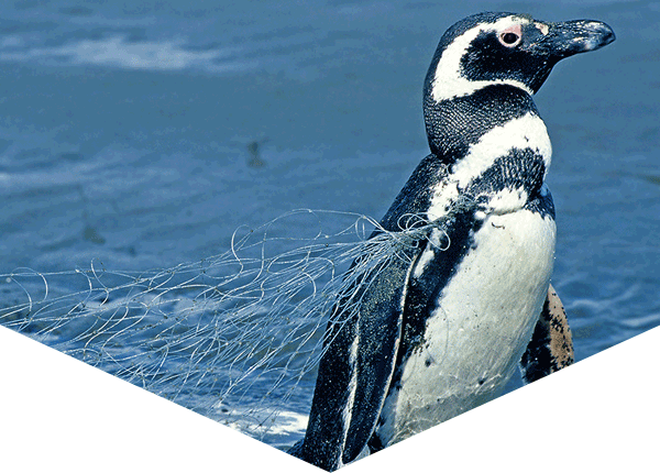 Penguin tangled in an abandoned fishing net