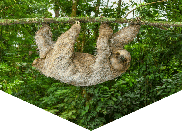 brown-throated three-toed sloth hanging onto a branch in the rainforest