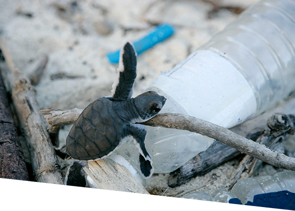 Baby turtle climbing over plastic waste