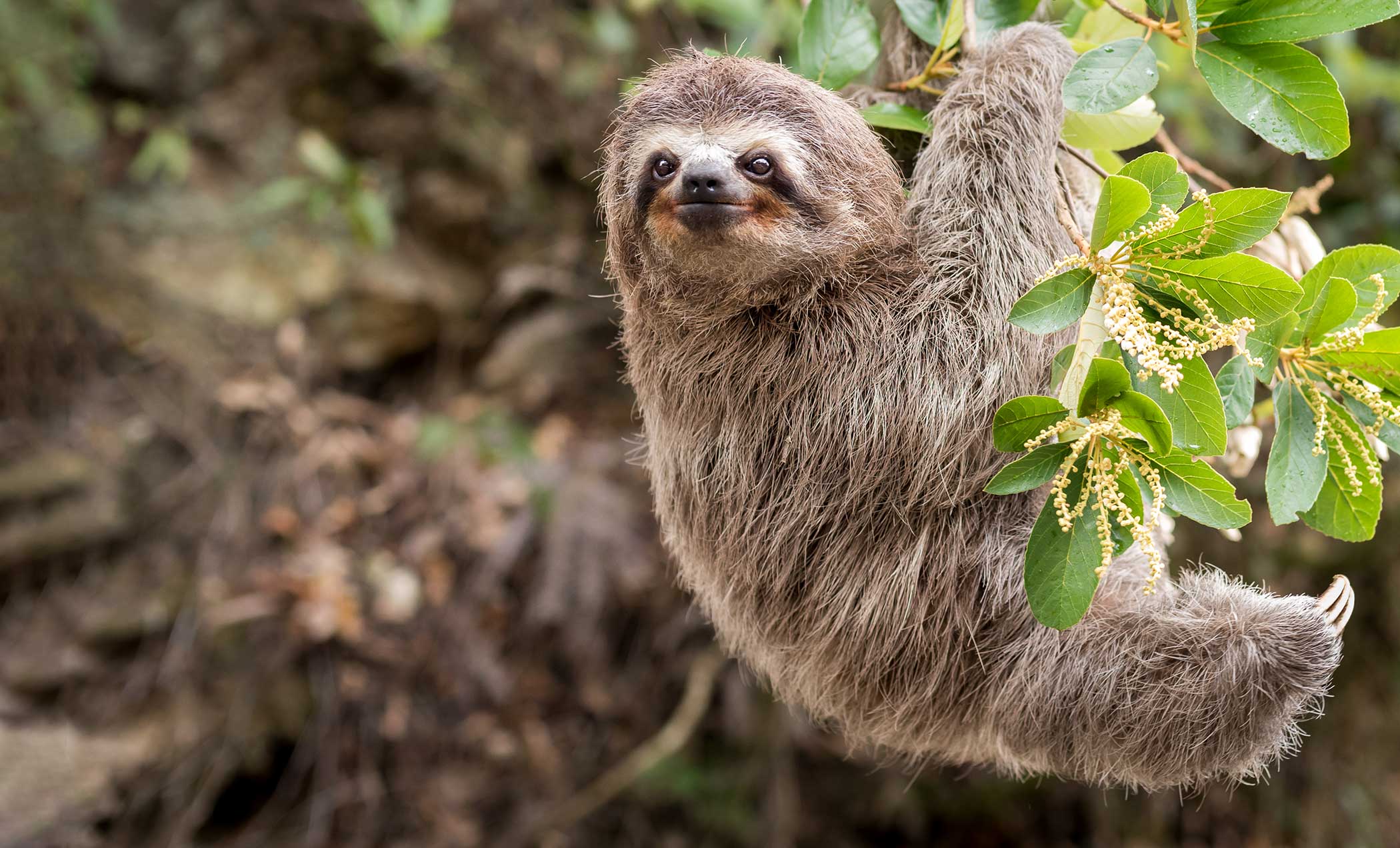three-toed sloth