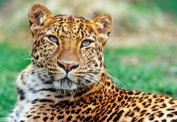 Amur leopard