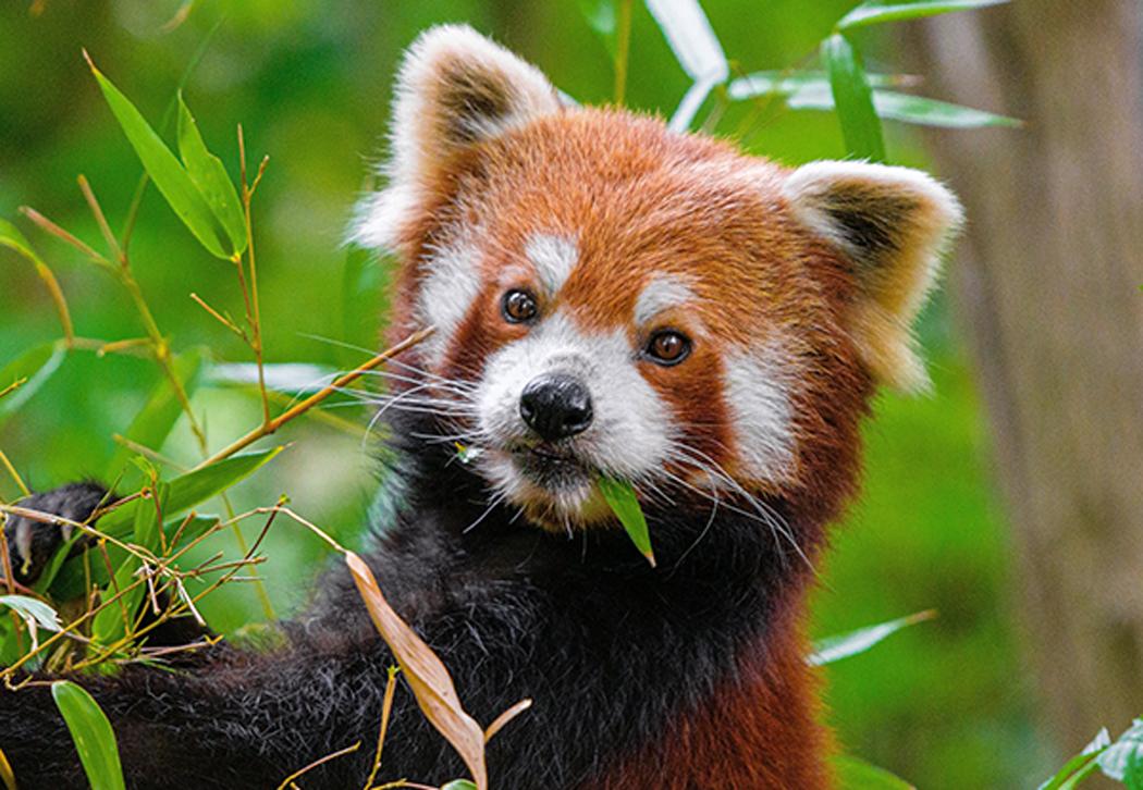 Red panda
