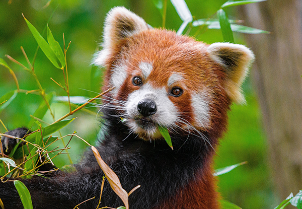 red panda