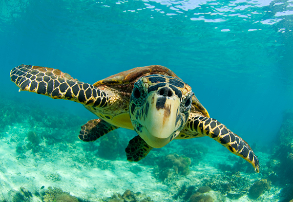 hawksbill turtle