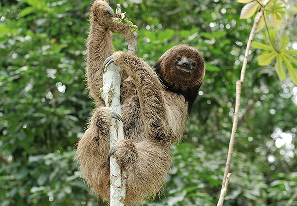 northern maned sloth