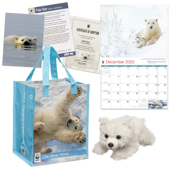 Polar Bear Adoption Kit
