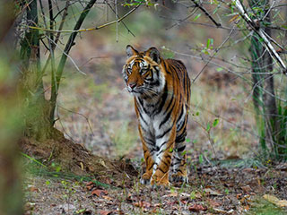 Tiger in a forest