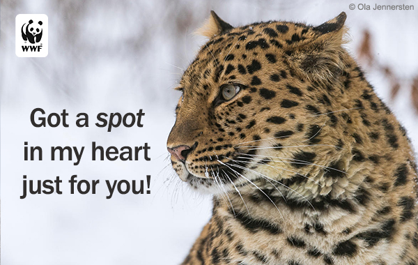 Amur leopard ecard that says 