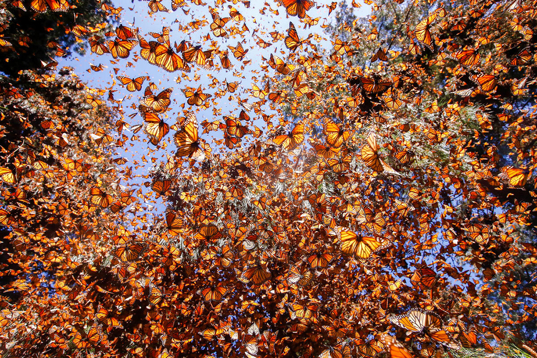 Monarch butterflies