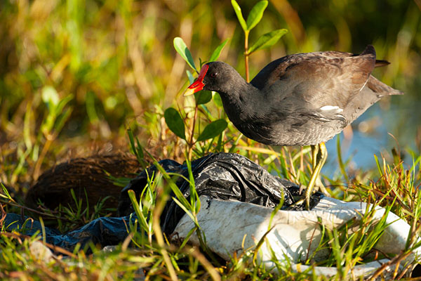 Gallinule standing on discarded plastic