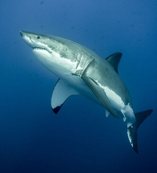 great white shark