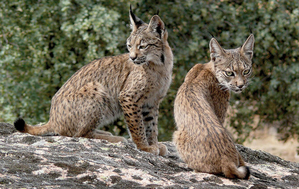 Two lynx sitting on a rock