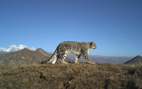 Snow leopard walking on a cliff with a snowy mountain behind