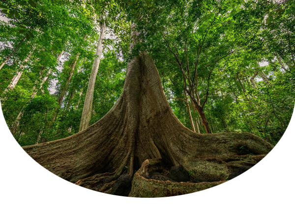 Tung tree with big roots and trunks in Viet Nam's Cat Tien National Park