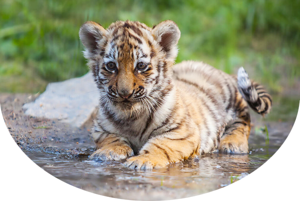 tiger cub lying in water